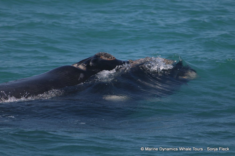 Southern right whale, whale watching, gansbaai, south africa,