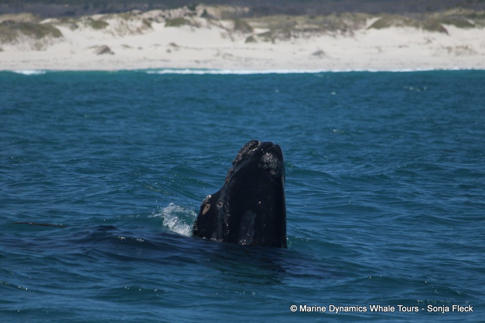 Southern right whale, whale watching, gansbaai, south africa,