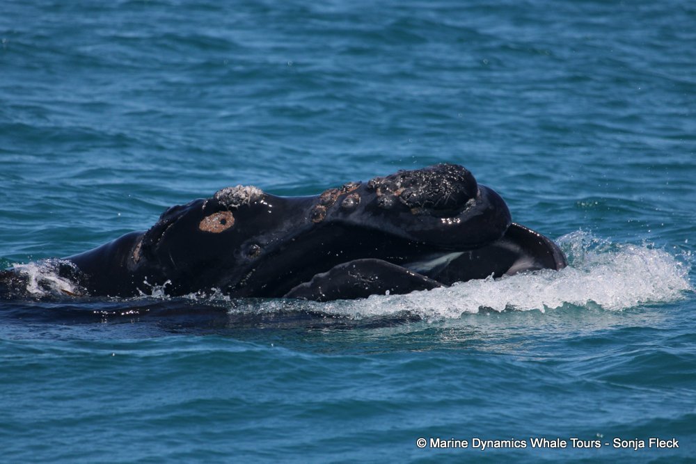 Southern right whale, whale watching, gansbaai, south africa,