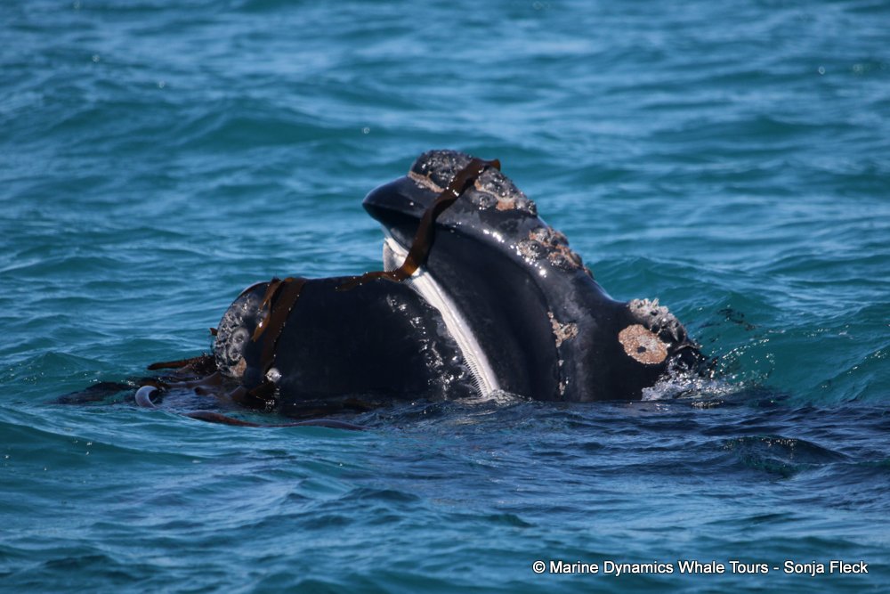 Southern right whale, whale watching, gansbaai, south africa,