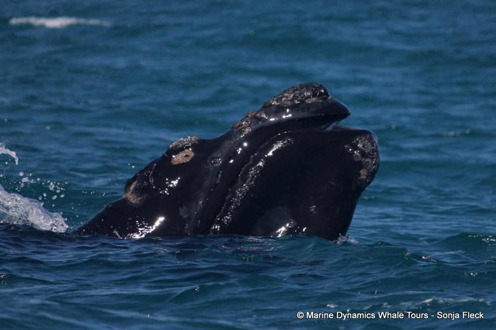 Southern right whale, whale watching, gansbaai, south africa,