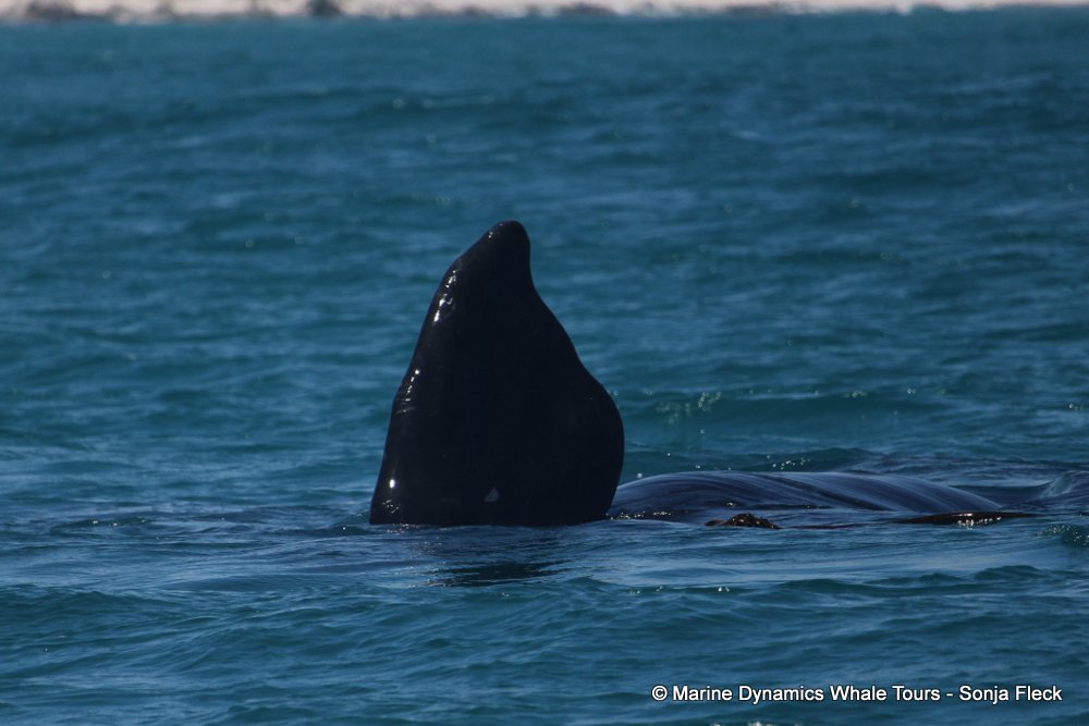 Southern right whale, whale watching, gansbaai, south africa,