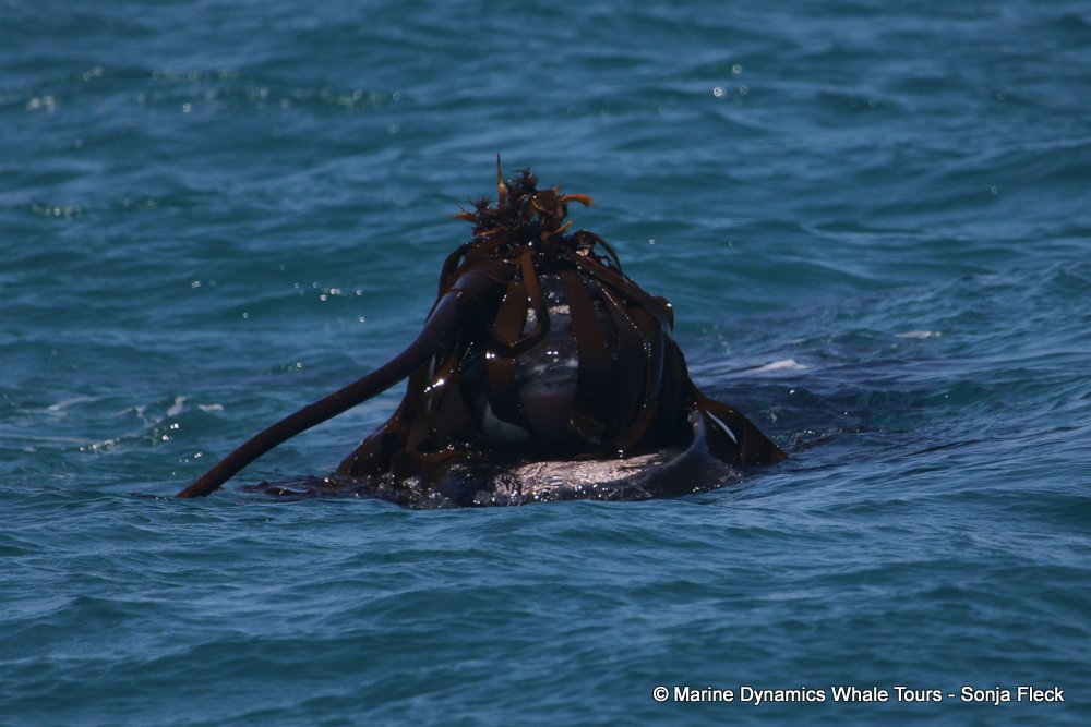 Southern right whale, whale watching, gansbaai, south africa,