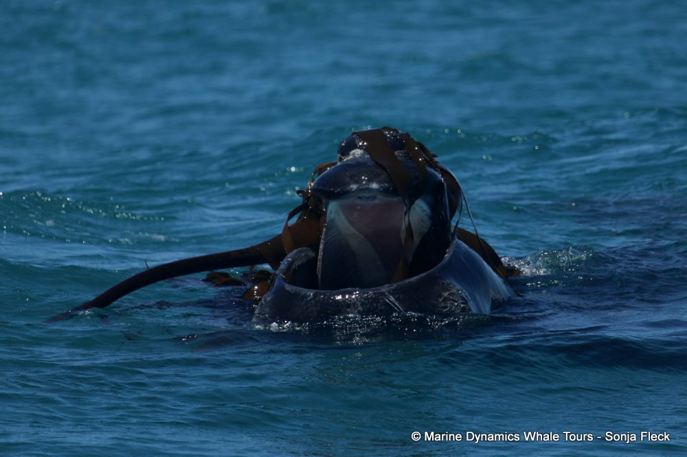 Southern right whale, whale watching, gansbaai, south africa,