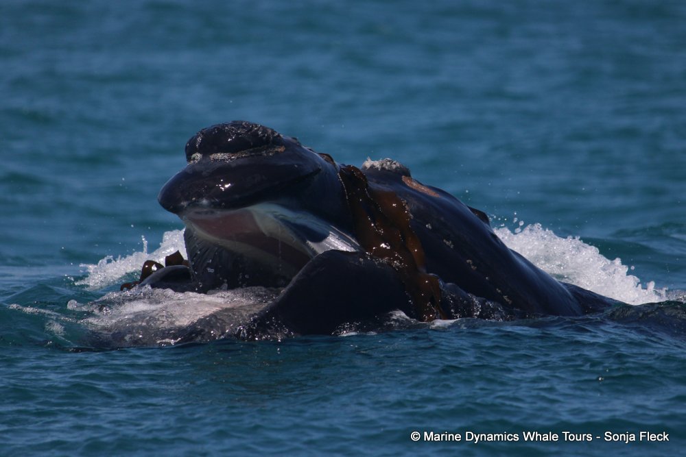 Marine Big 5 Daily Blog 19 November