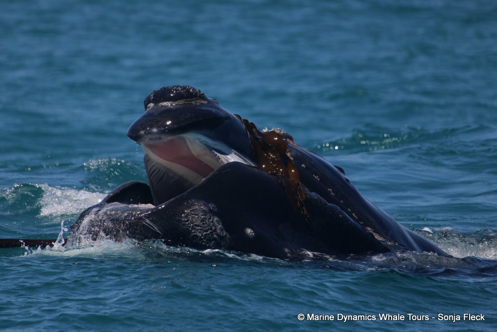 Southern right whale, whale watching, gansbaai, south africa,