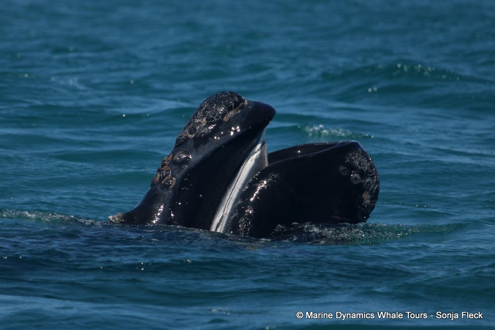 Southern right whale, whale watching, gansbaai, south africa,