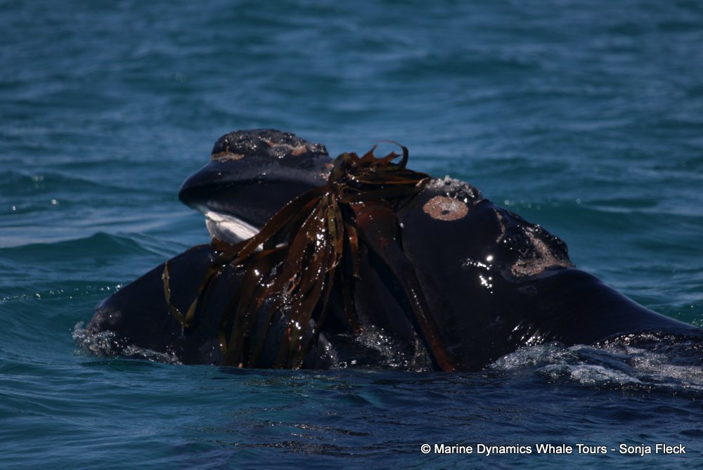 Southern right whale, whale watching, gansbaai, south africa,