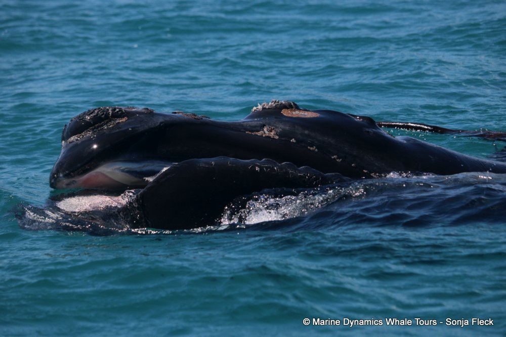 Southern right whale, whale watching, gansbaai, south africa,