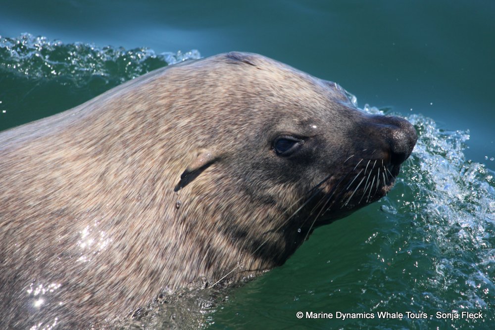 cape fur seal, whale watching, gansbaai, south africa