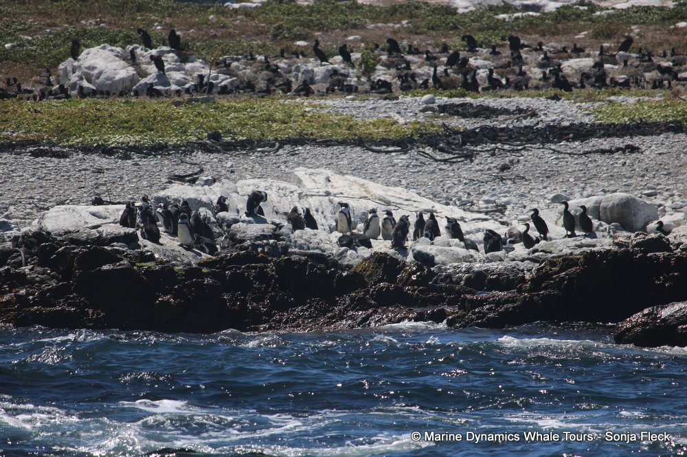 african penguin, whale watching, gansbaai, south africa