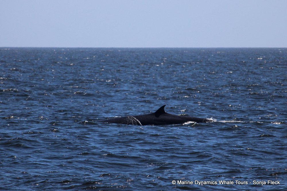 bryde's whale, whale watching, gansbaai, south africa,