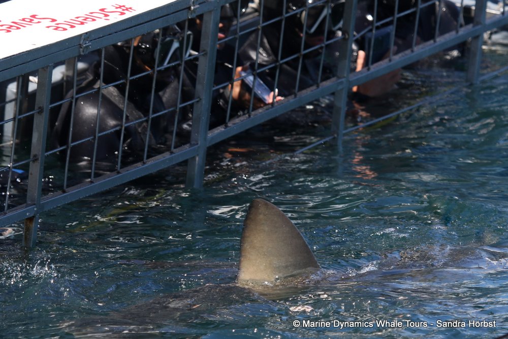 shark dorsal fin, whale watching, gansbaai, south africa,