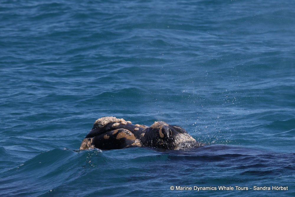 Southern right whale, whale watching, gansbaai, south africa,