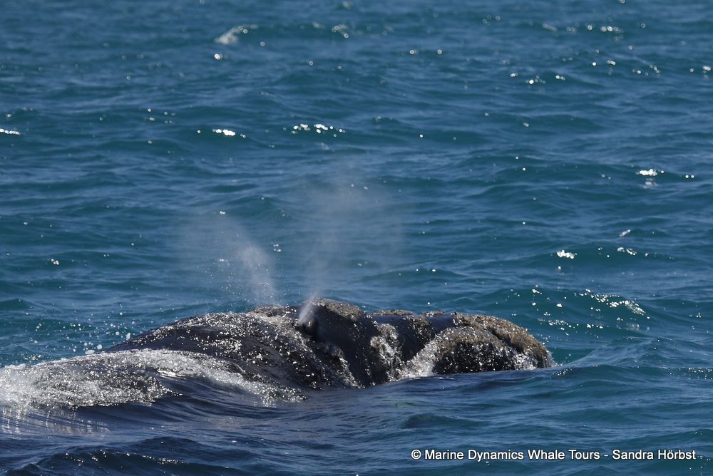 Southern right whale, whale watching, gansbaai, south africa,