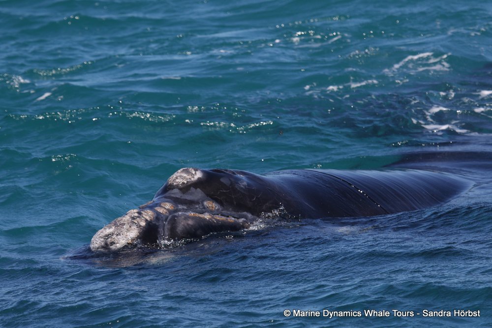 Southern right whale, whale watching, gansbaai, south africa,