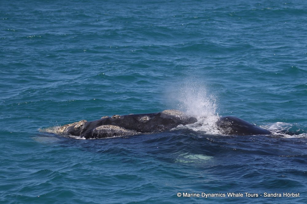 Southern right whale, whale watching, gansbaai, south africa,