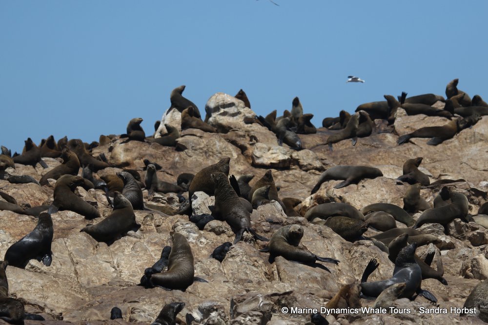 cape fur seal, whale watching, gansbaai, south africa