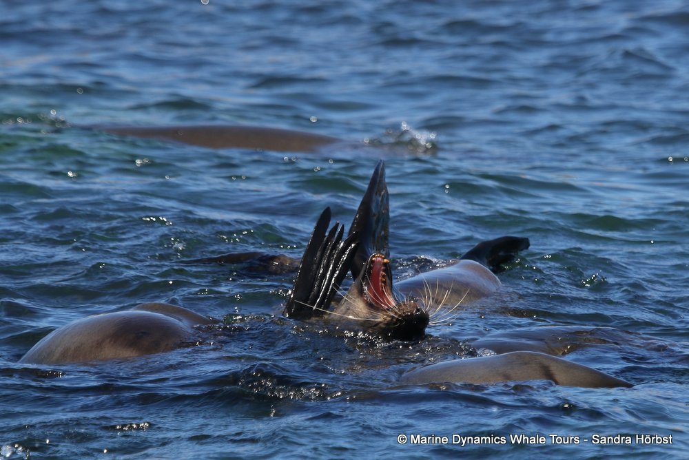 cape fur seal, whale watching, gansbaai, south africa