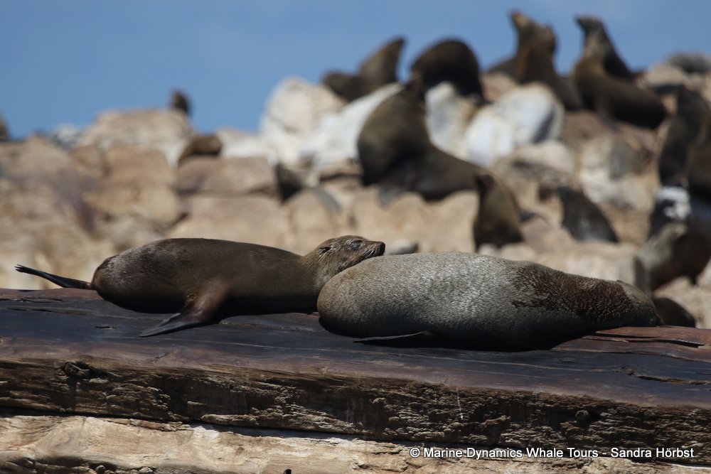 cape fur seal, whale watching, gansbaai, south africa