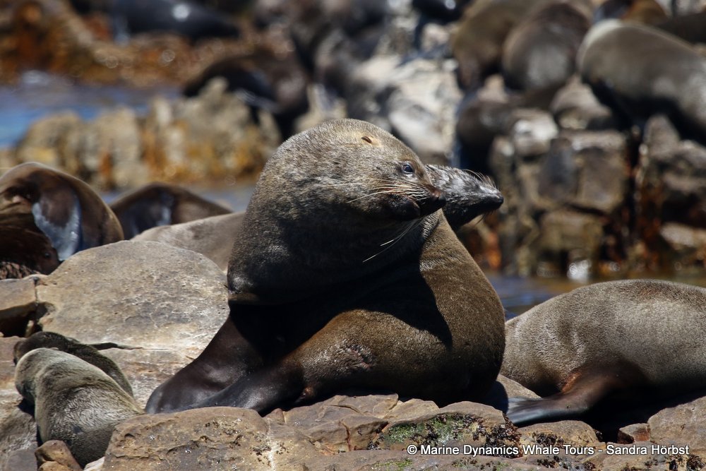 cape fur seal, whale watching, gansbaai, south africa