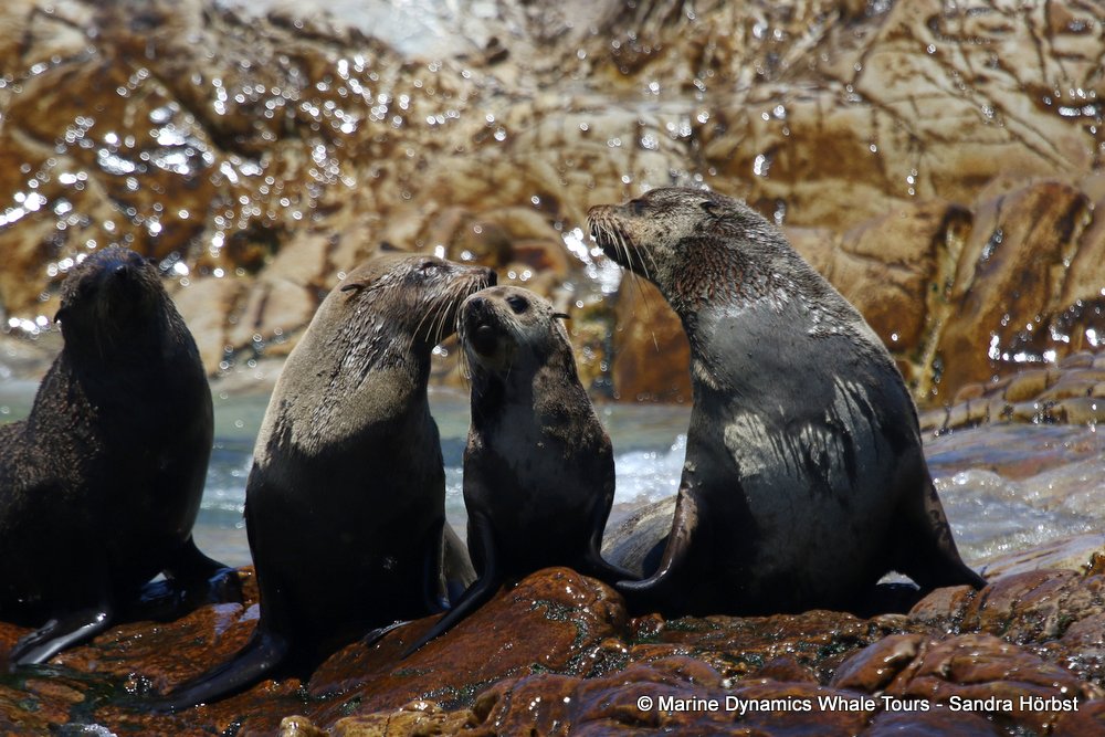 cape fur seal, whale watching, gansbaai, south africa