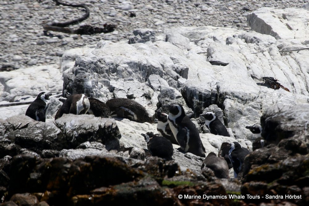 penguins, whale watching, gansbaai, south africa,