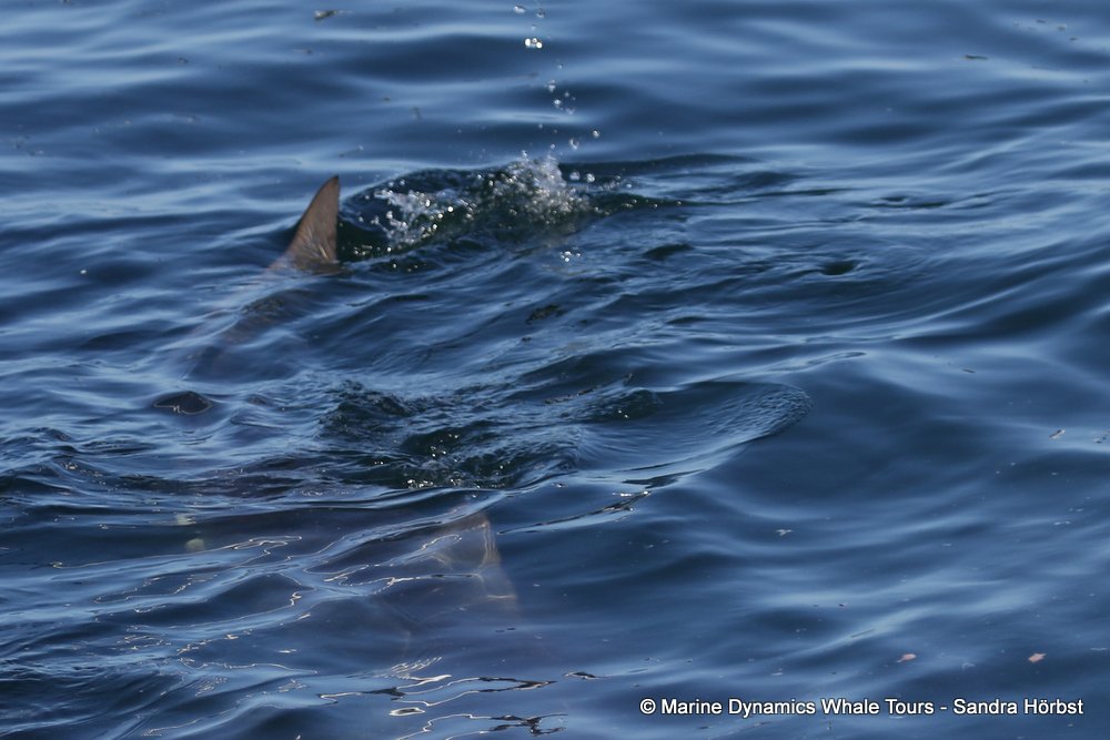 shark , whale watching, gansbaai, south africa,