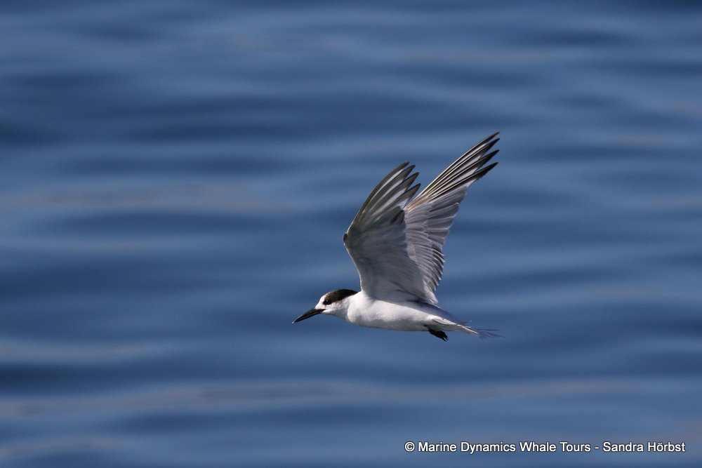 tern, whale watching, gansbaai, south africa,