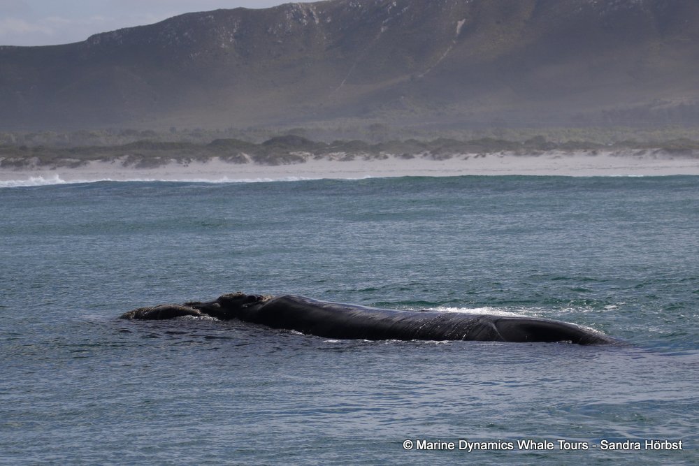 Southern right whale, whale watching, gansbaai, south africa,