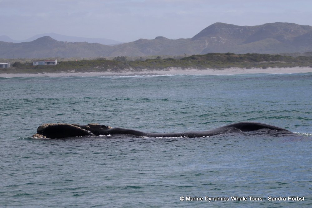 Southern right whale, whale watching, gansbaai, south africa,