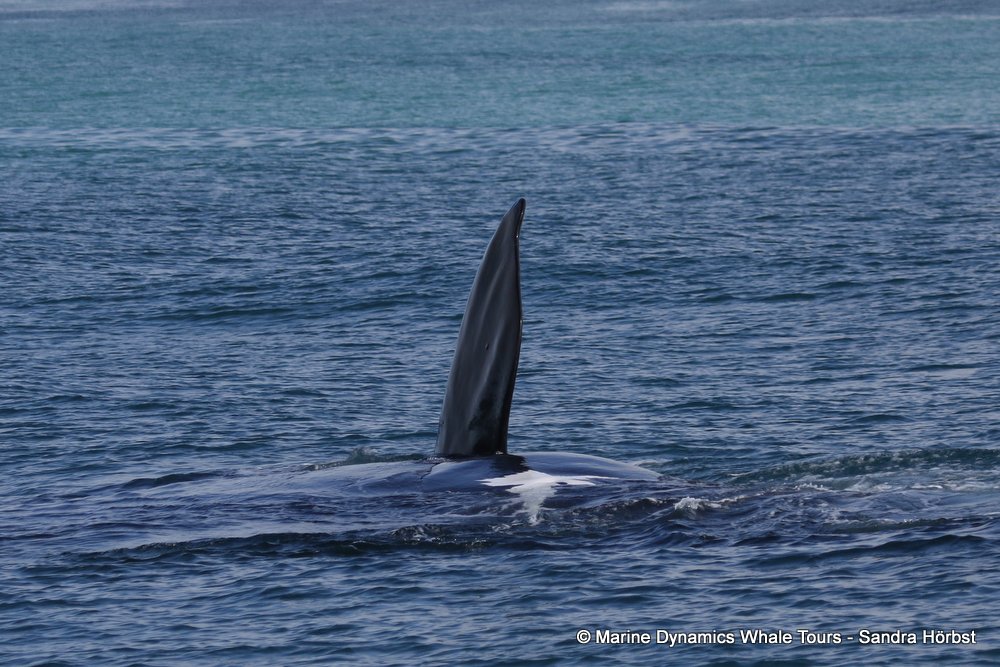 Southern right whale, whale watching, gansbaai, south africa,