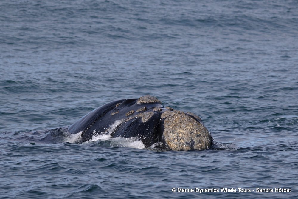 Southern right whale, whale watching, gansbaai, south africa,