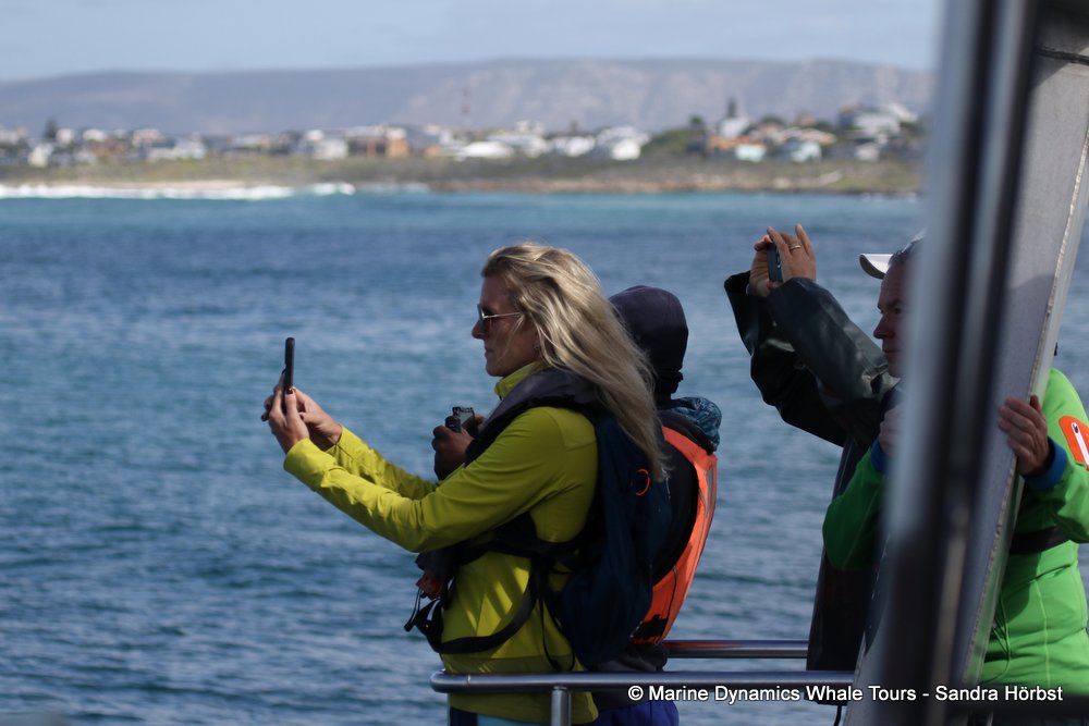 people, whale watching, gansbaai, south africa