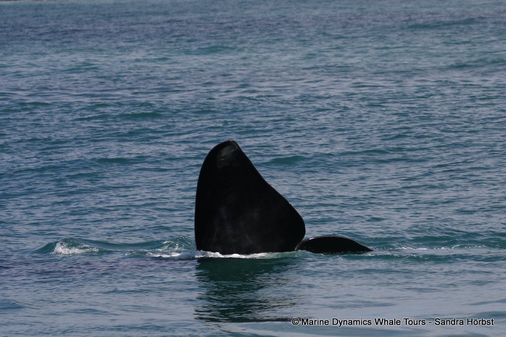 Southern right whale, whale watching, gansbaai, south africa,