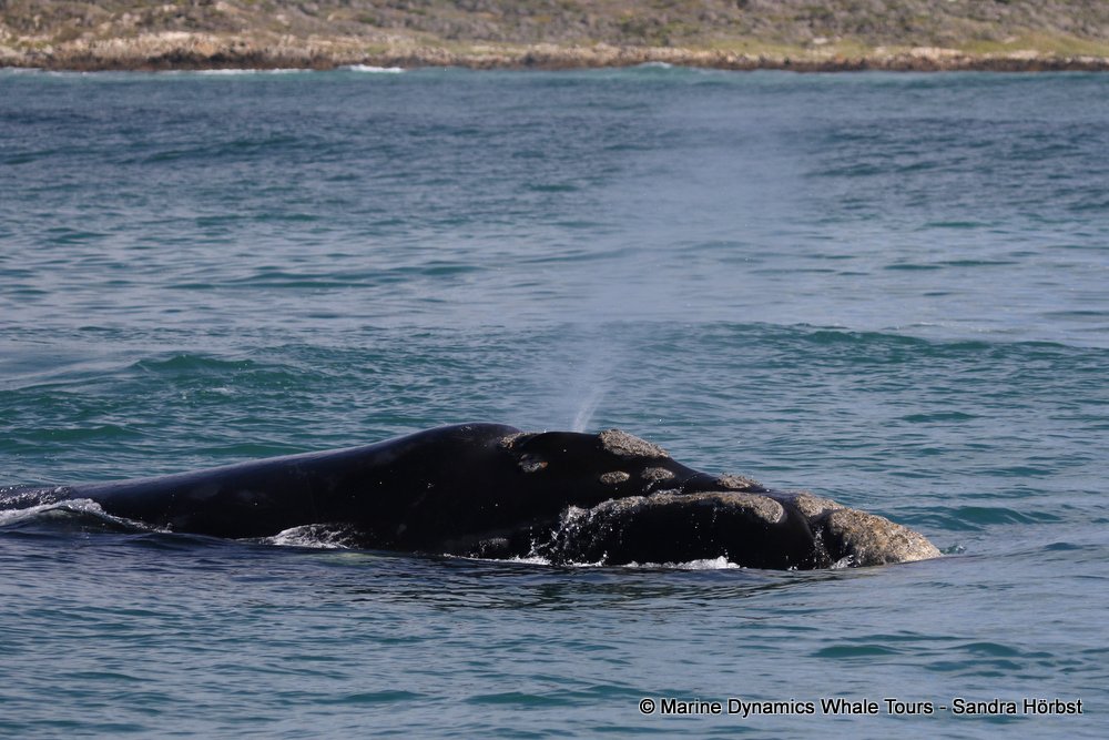 Southern right whale, whale watching, gansbaai, south africa,