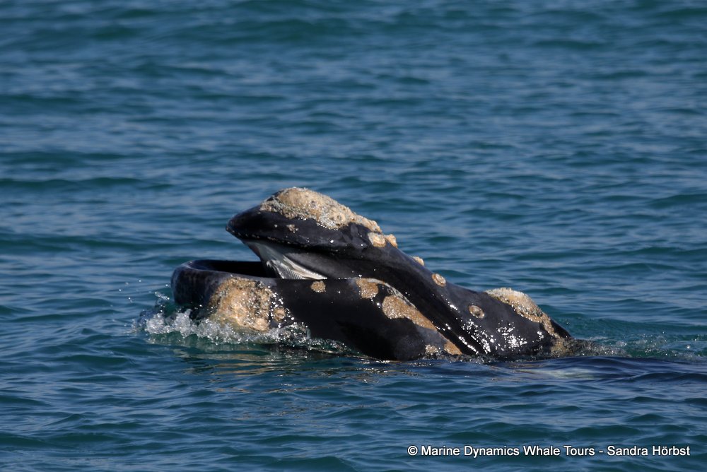 Southern right whale, whale watching, gansbaai, south africa,