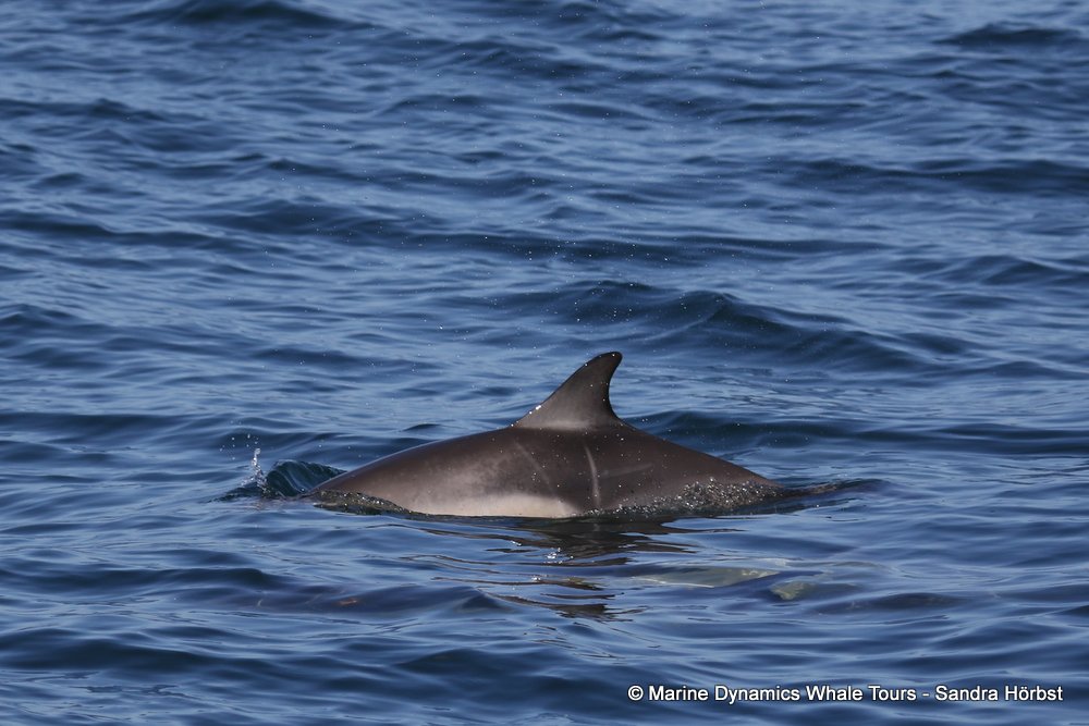 common dolphin, whale watching, gansbaai, south africa