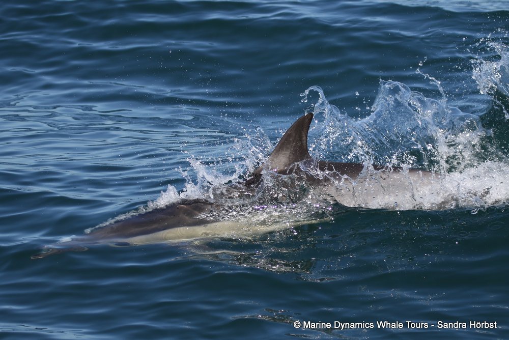 common dolphin, whale watching, gansbaai, south africa