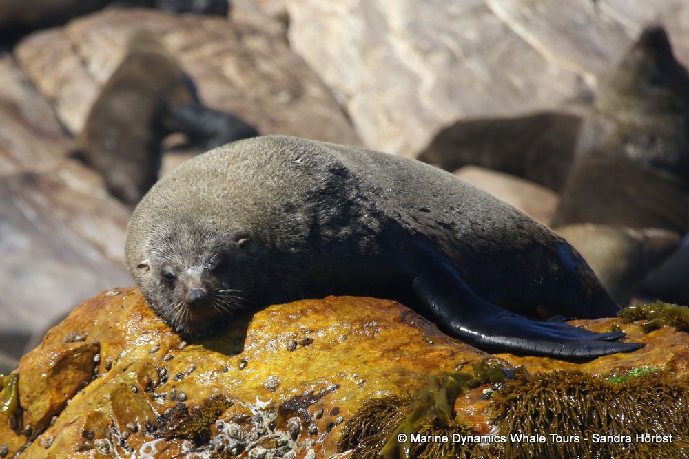 cape fur seal, whale watching, gansbaai, south africa