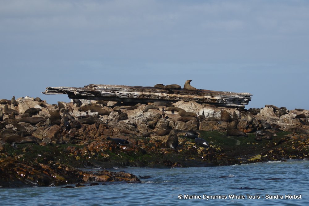 cape fur seal colony, whale watching, gansbaai, south africa,