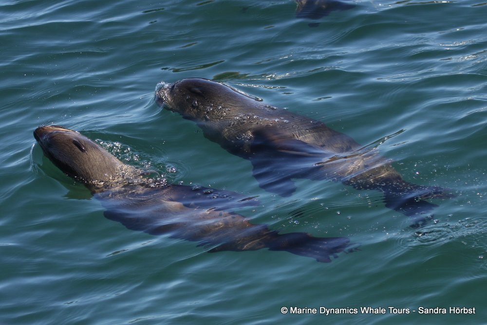 cape fur seal, whale watching, gansbaai, south africa,