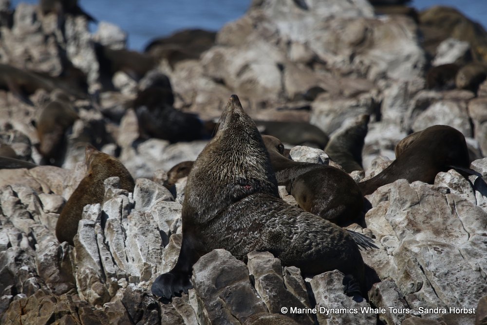 cape fur seal, whale watching, gansbaai, south africa