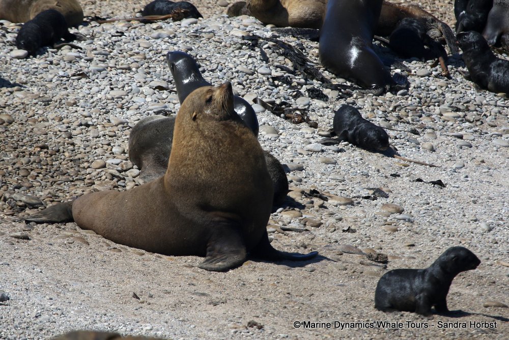 cape fur seal, whale watching, gansbaai, south africa
