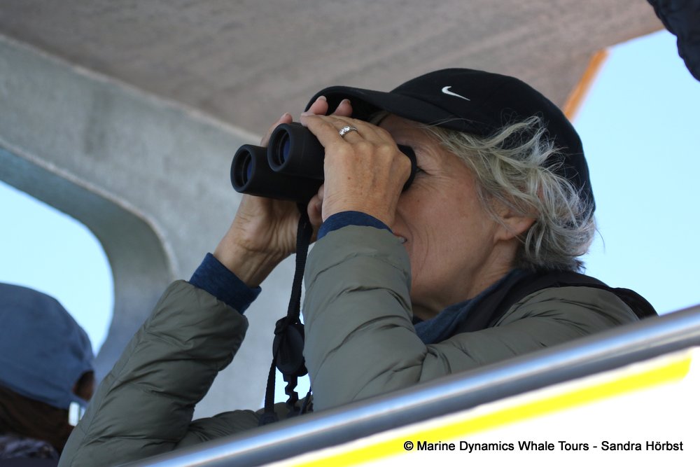 people, whale watching, gansbaai, south africa