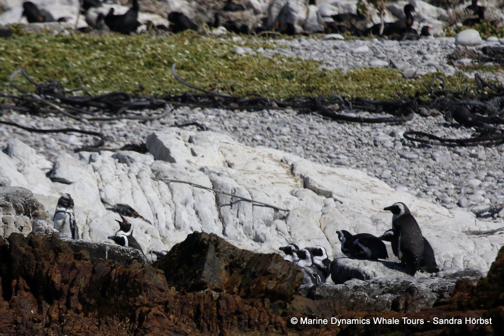 penguins, whale watching, gansbaai, south africa,