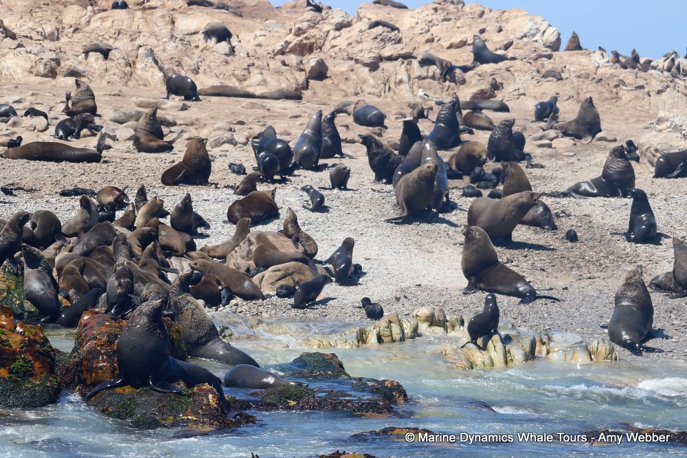 cape fur seal, whale watching, gansbaai, south africa