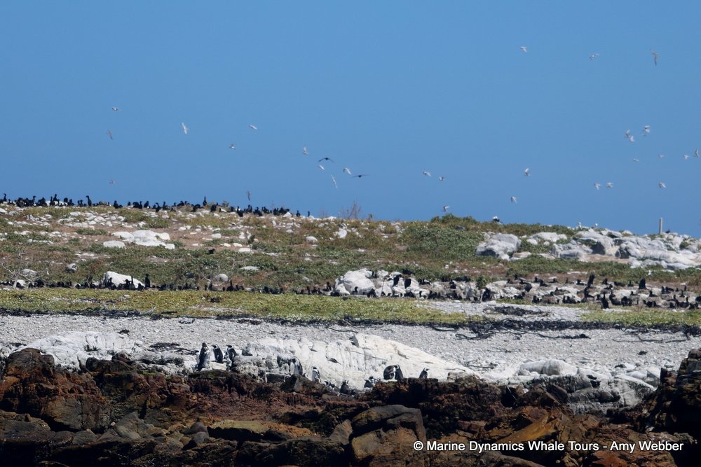 dyer island, whale watching, gansbaai, south africa,