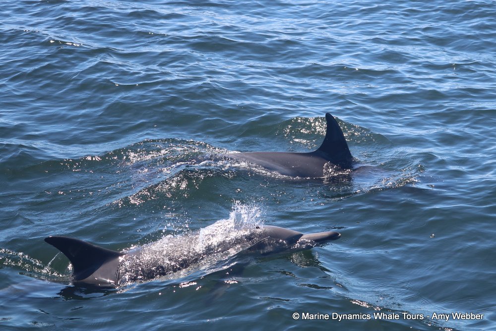 dolphin, whale watching, gansbaai, south africa,
