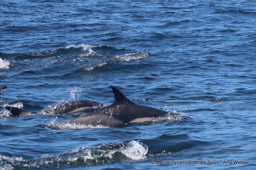 dolphin, whale watching, gansbaai, south africa,